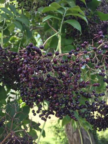 Making Elderberry Syrup